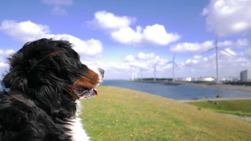 Hond die naar windmolens kijkt